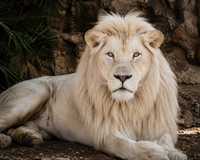 WHITE LIONS